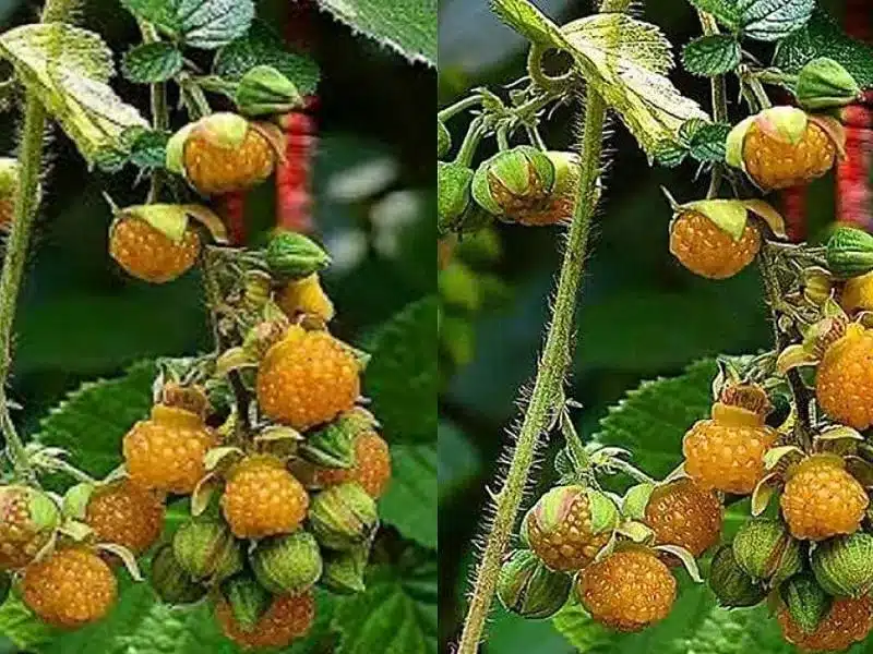 Hisalu Fruit