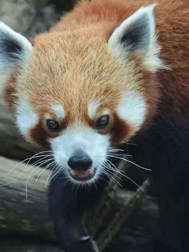 Nainital Zoo