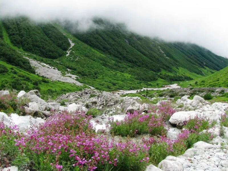 Valley of Flowers National Park Photos