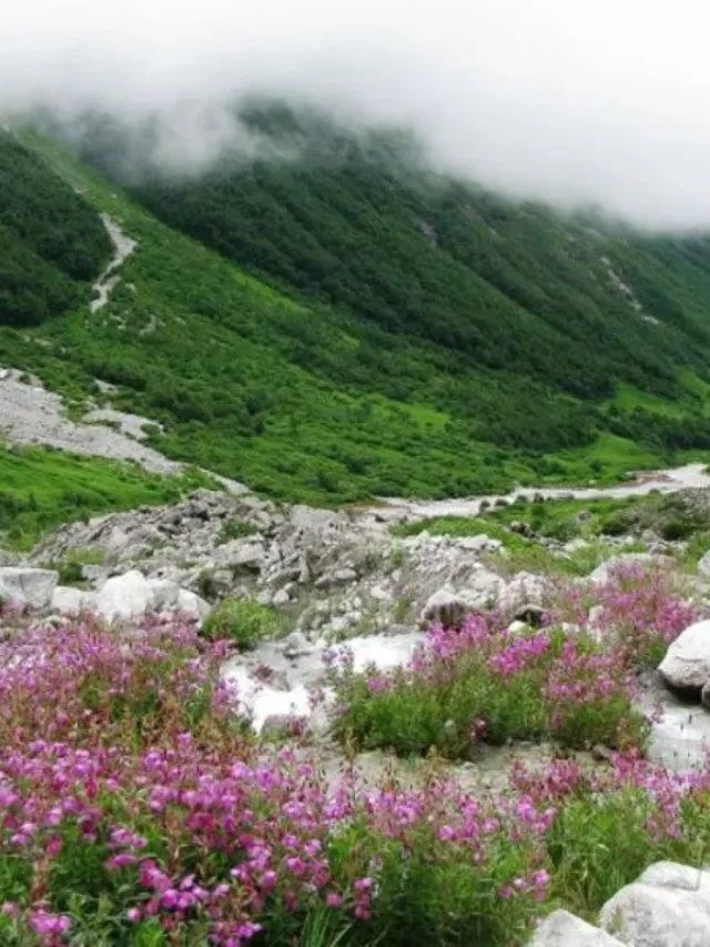 Valley of Flowers National Park Photos