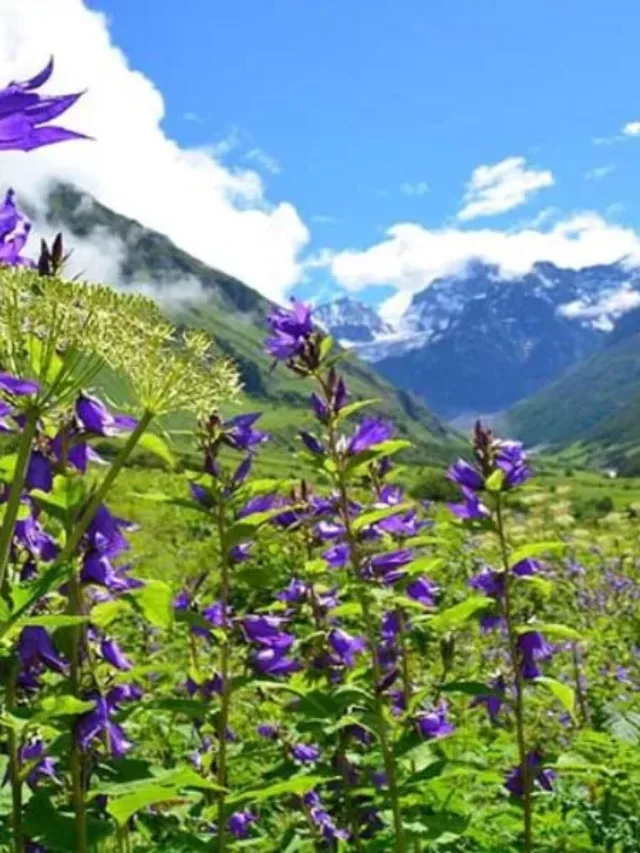 Valley of Flowers National Park Photos